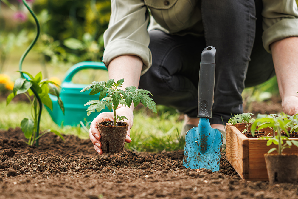 A gardener planting seedlings in a fresh garden bed.